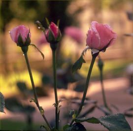rosas